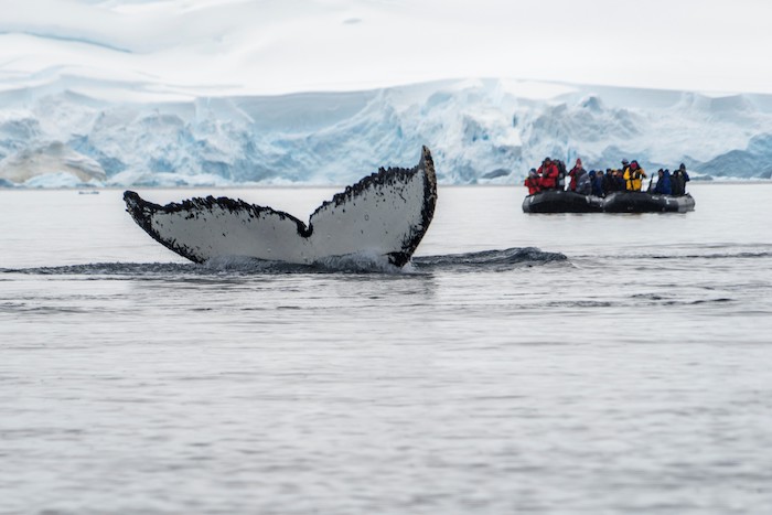 Adventure Activities: Whale watching in Antartica 