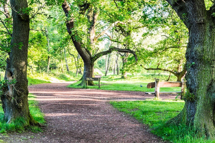 Sherwood Forrest offers some of the best walks in Nottinghamshire