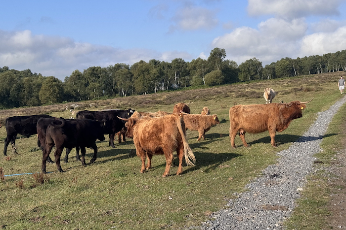 Image of a herd of Highland Cattle on the footpath