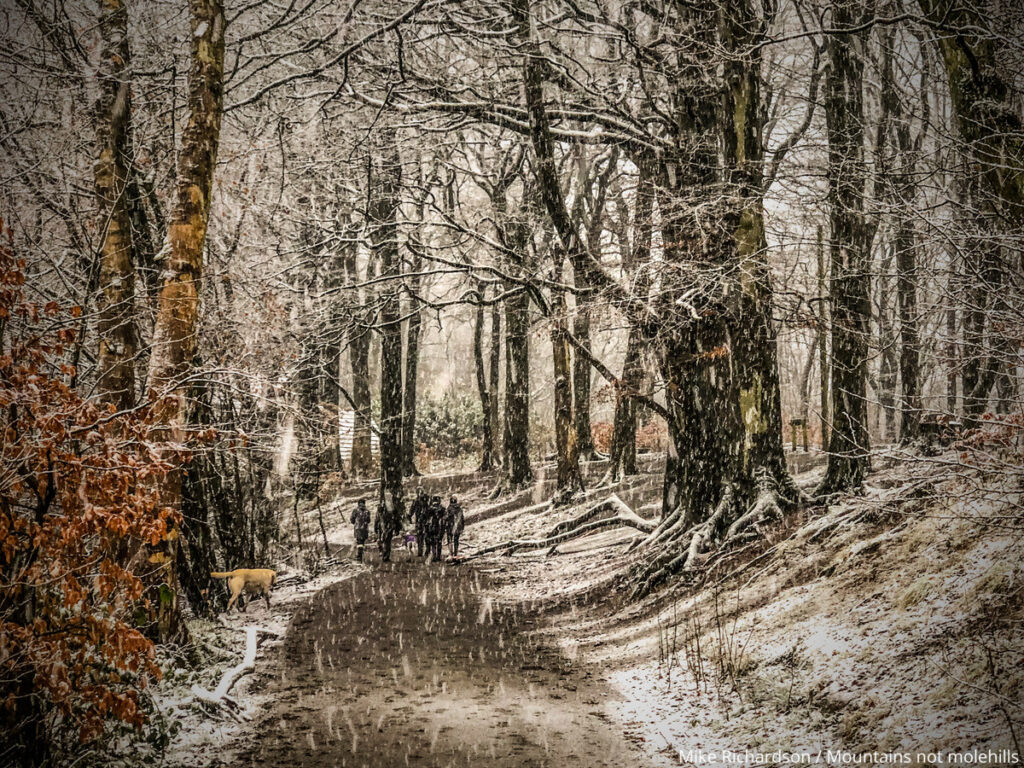Snow covered woodland area