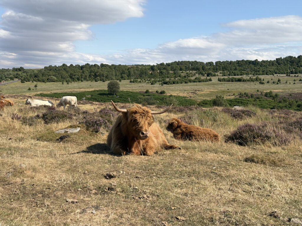 Image of a Highland Cow lay down